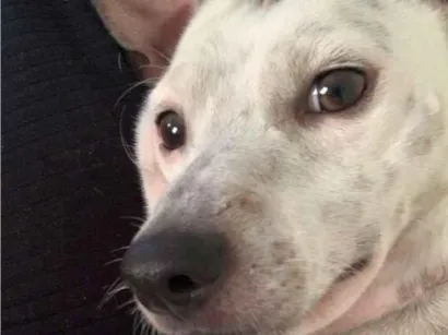 Cachorro raça Pinscher idade 3 anos nome Apollo