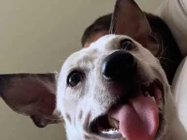Cachorro raça Pinscher idade 3 anos nome Apollo
