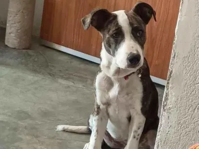 Cachorro raça Pit-Bull idade 2 a 6 meses nome Athena