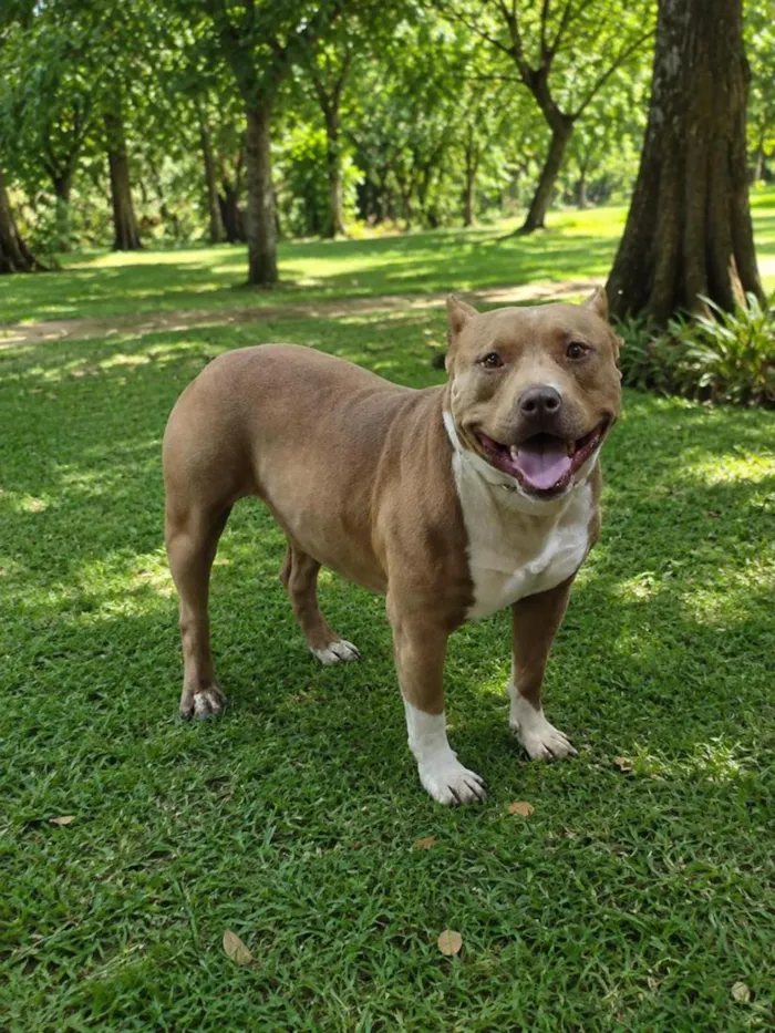 Cachorro raça Pit-Bull idade 1 ano nome Bradock