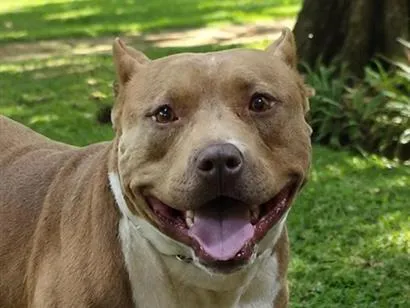 Cachorro raça Pit-Bull idade 1 ano nome Bradock