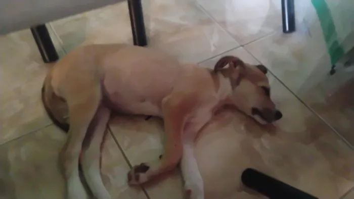 Cachorro raça SRD-ViraLata idade 2 a 6 meses nome Apollo