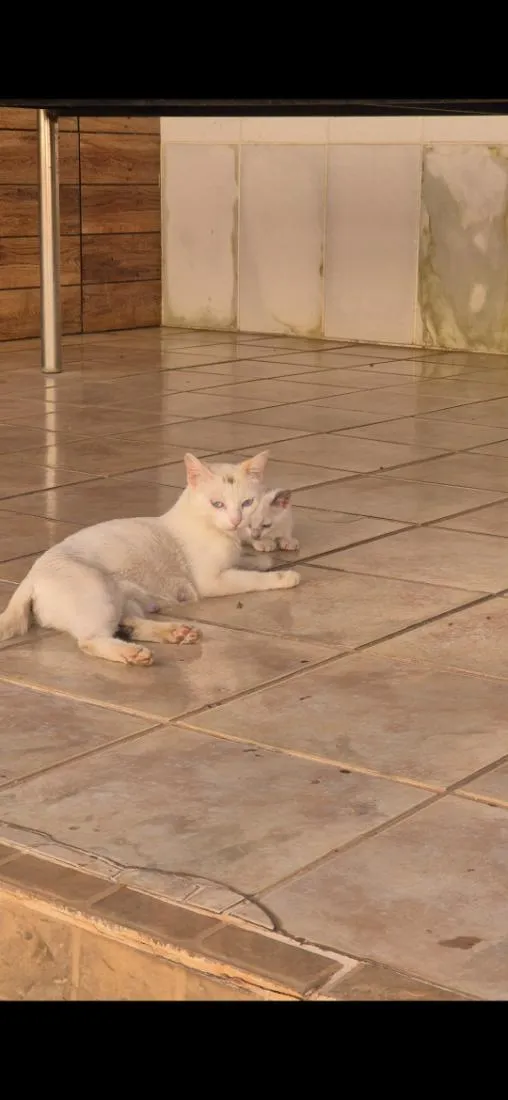 Gato raça SRD-ViraLata idade 2 anos nome Márcia