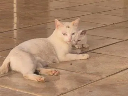 Gato raça SRD-ViraLata idade 2 anos nome Márcia