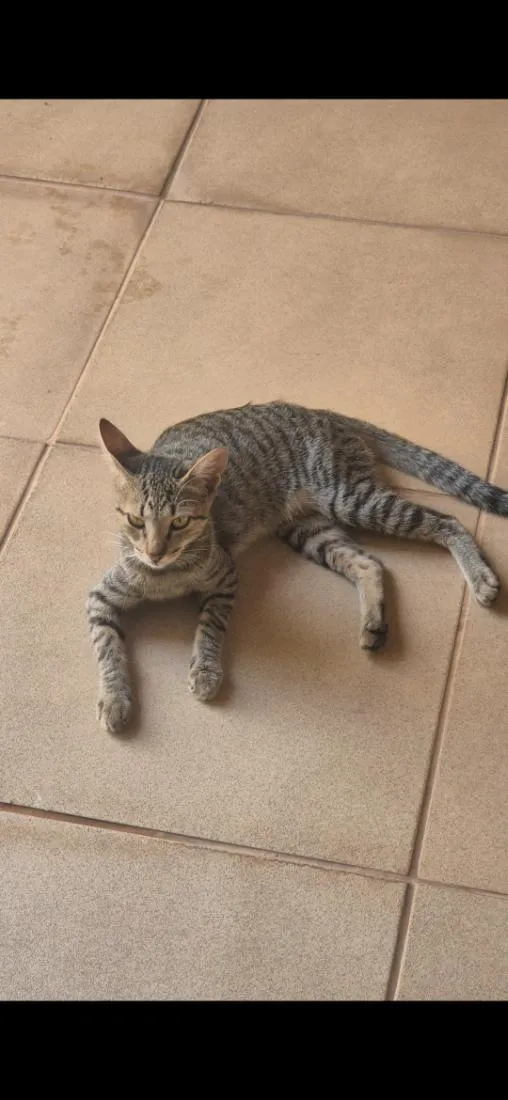Gato raça SRD-ViraLata idade 1 ano nome Boba