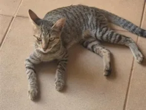 Gato raça SRD-ViraLata idade 1 ano nome Boba
