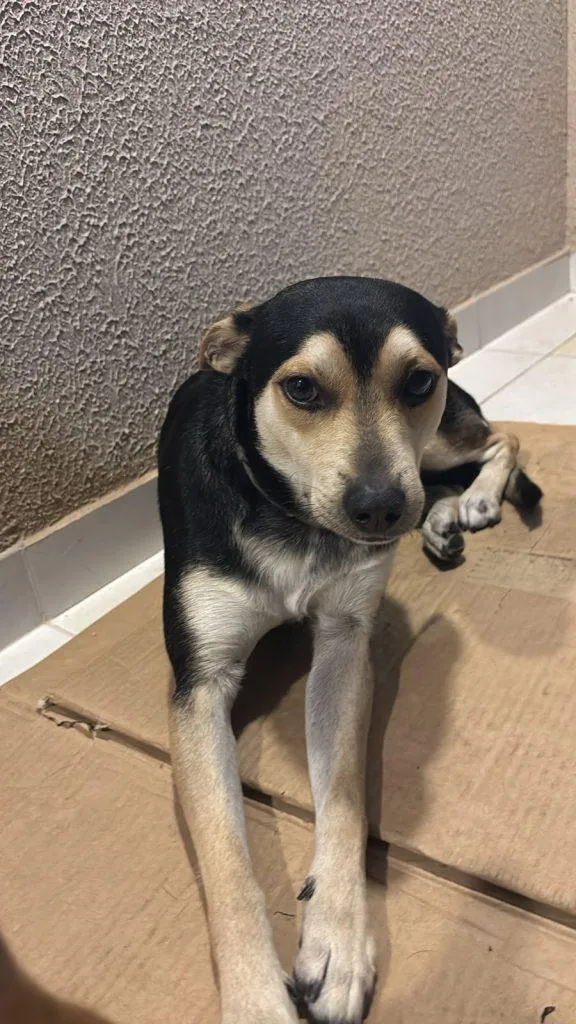 Cachorro raça SRD-ViraLata idade 7 a 11 meses nome Falar com Bianca - 11 95291-1659