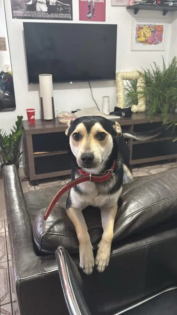 Cachorro raça SRD-ViraLata idade 7 a 11 meses nome Falar com Bianca - 11 95291-1659