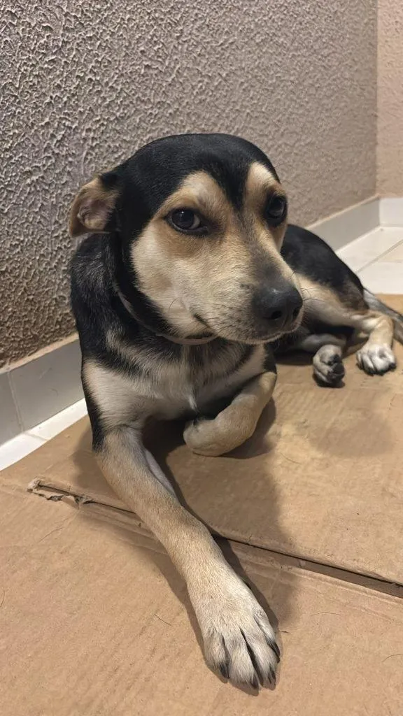 Cachorro raça SRD-ViraLata idade 7 a 11 meses nome Falar com Bianca - 11 95291-1659