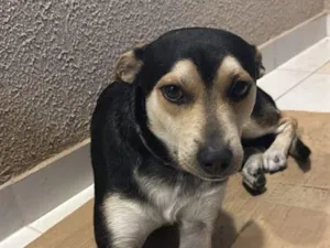 Cachorro raça SRD-ViraLata idade 7 a 11 meses nome Adoção Urgente