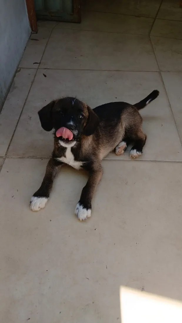 Cachorro raça SRD-ViraLata idade 2 a 6 meses nome bradock