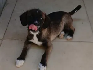 Cachorro raça SRD-ViraLata idade 2 a 6 meses nome bradock