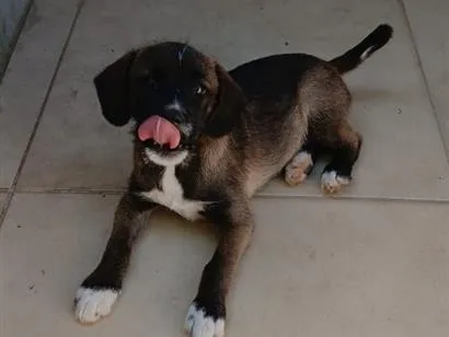 Cachorro raça SRD-ViraLata idade 2 a 6 meses nome bradock