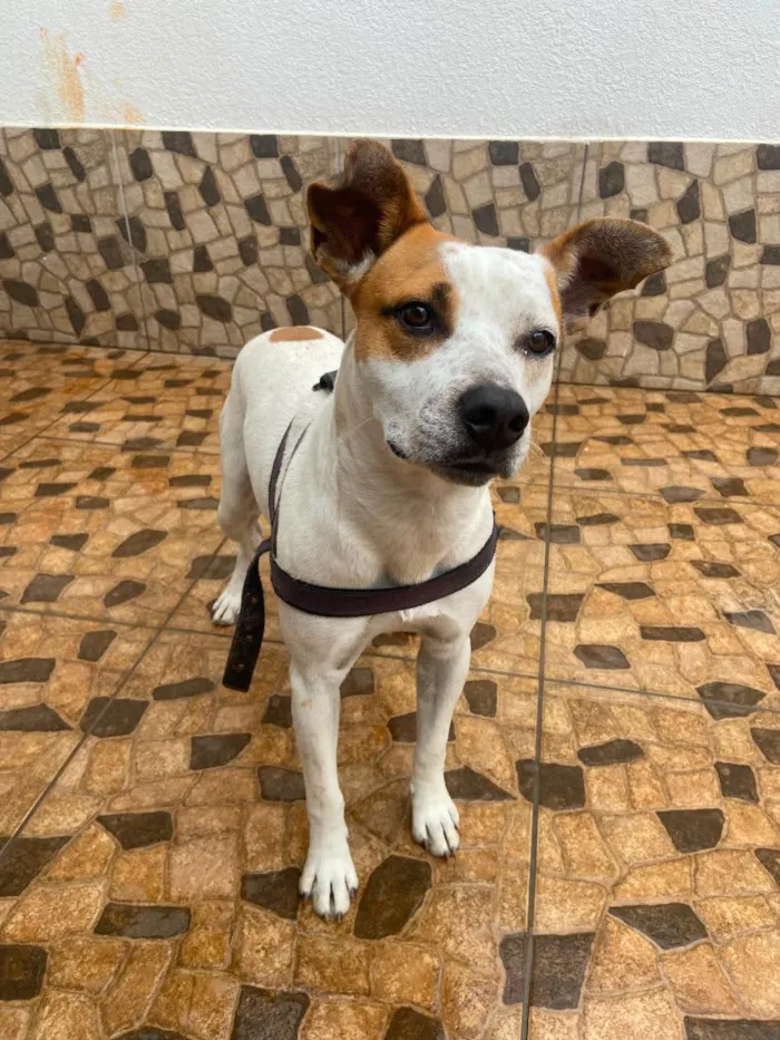 Cachorro raça SRD-ViraLata idade 7 a 11 meses nome Pudim