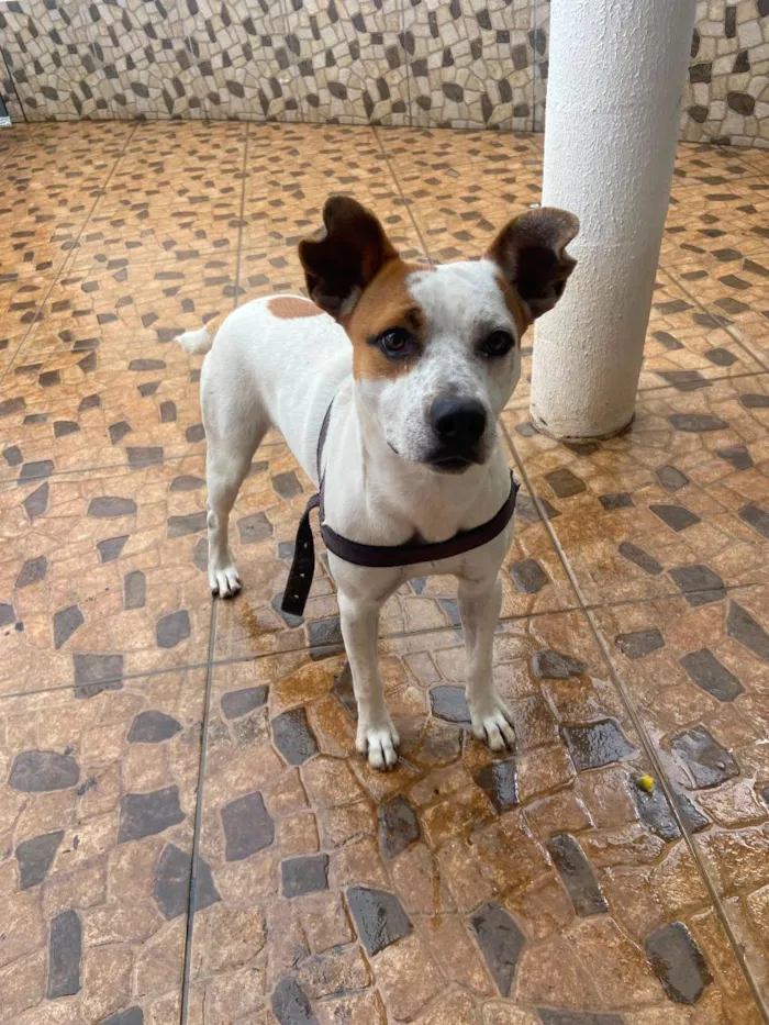 Cachorro raça SRD-ViraLata idade 7 a 11 meses nome Pudim