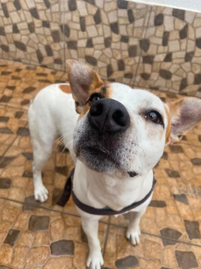 Cachorro raça SRD-ViraLata idade 7 a 11 meses nome Pudim