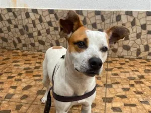 Cachorro raça SRD-ViraLata idade 7 a 11 meses nome Pudim