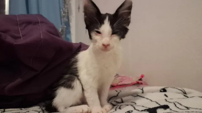 Gato raça SRD-ViraLata idade 2 a 6 meses nome fiapo