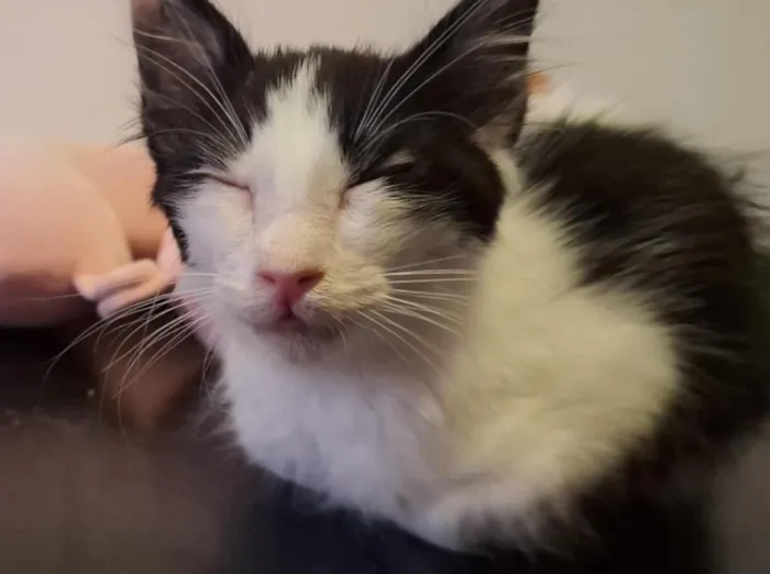 Gato raça SRD-ViraLata idade 2 a 6 meses nome fiapo