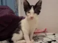 fiapo