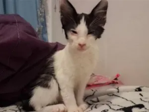 Gato raça SRD-ViraLata idade 2 a 6 meses nome fiapo