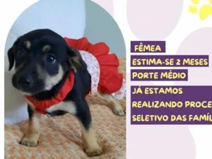 Cachorro raça SRD-ViraLata idade 2 a 6 meses nome Terezinha