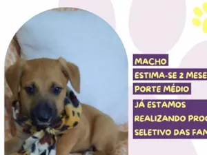 Cachorro raça SRD-ViraLata idade 2 a 6 meses nome Valdo