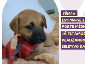Cachorro raça SRD-ViraLata idade 2 a 6 meses nome Jéssica