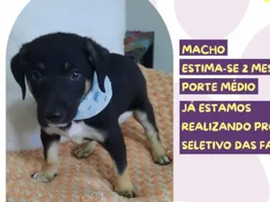 Cachorro raça SRD-ViraLata idade 2 a 6 meses nome Wilson