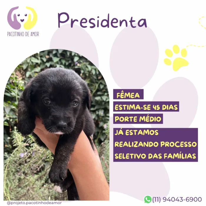 Cachorro raça SRD-ViraLata idade Abaixo de 2 meses nome Presidenta
