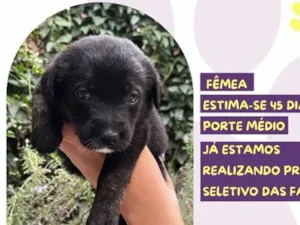 Cachorro raça SRD-ViraLata idade Abaixo de 2 meses nome Presidenta
