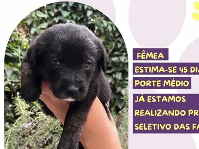 Cachorro raça SRD-ViraLata idade Abaixo de 2 meses nome Presidenta