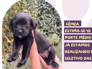 Cachorro raça SRD-ViraLata idade Abaixo de 2 meses nome Auditora