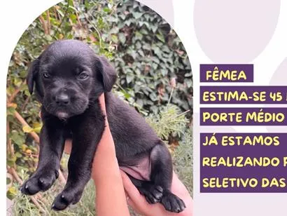 Cachorro raça SRD-ViraLata idade Abaixo de 2 meses nome Auditora