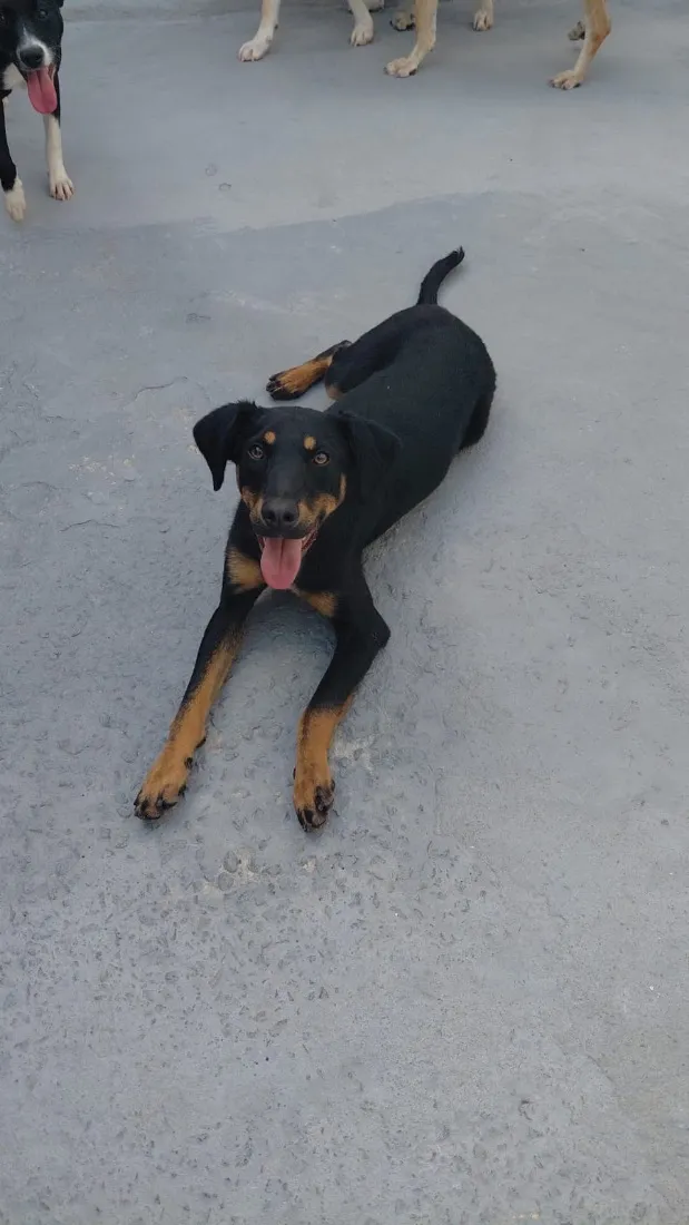Cachorro raça SRD-ViraLata idade 1 ano nome Levi