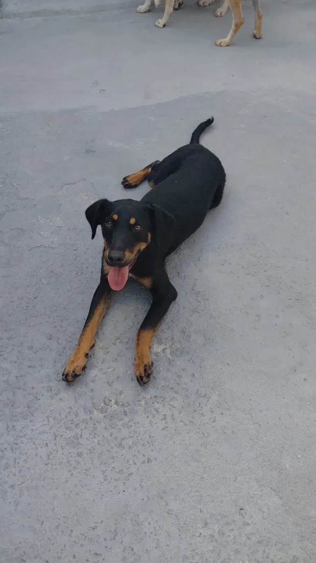 Cachorro raça SRD-ViraLata idade 1 ano nome Levi