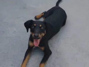 Cachorro raça SRD-ViraLata idade 1 ano nome Levi