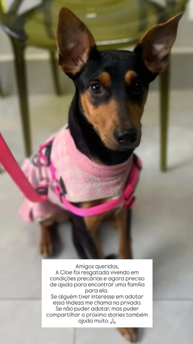 Cachorro raça SRD-ViraLata idade 7 a 11 meses nome Cloe