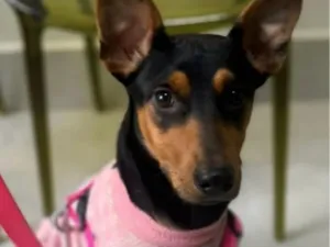 Cachorro raça SRD-ViraLata idade 7 a 11 meses nome Cloe