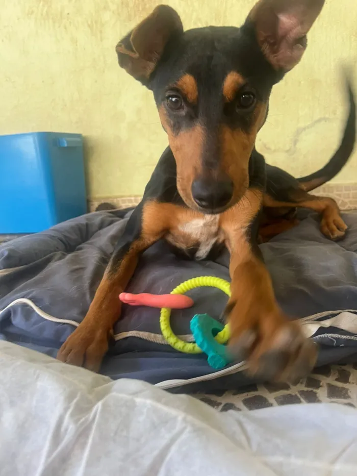 Cachorro raça SRD-ViraLata idade 7 a 11 meses nome Cloe