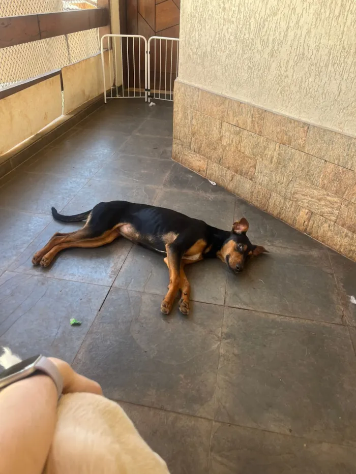 Cachorro raça SRD-ViraLata idade 7 a 11 meses nome Cloe