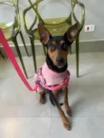 Cloe