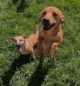 Nala e Furiosa
