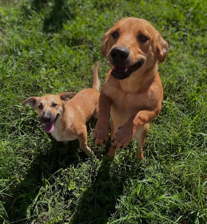 Cachorro raça SRD-ViraLata idade 2 anos nome Nala e Furiosa