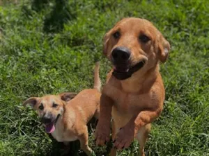 Cachorro raça SRD-ViraLata idade 2 anos nome Nala e Furiosa
