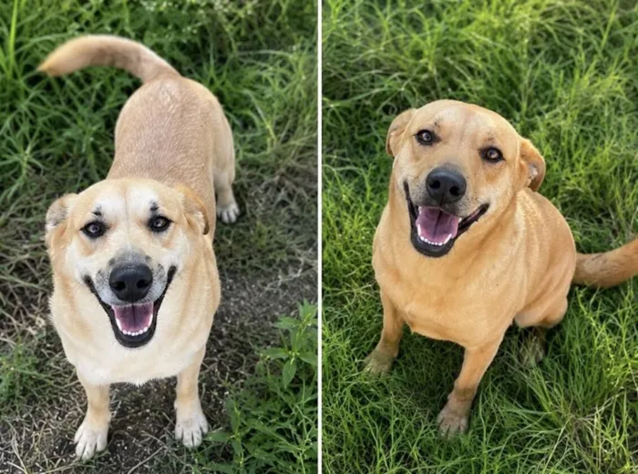 Cachorro raça SRD-ViraLata idade 2 anos nome Nala e Furiosa