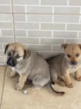 Nala e Furiosa