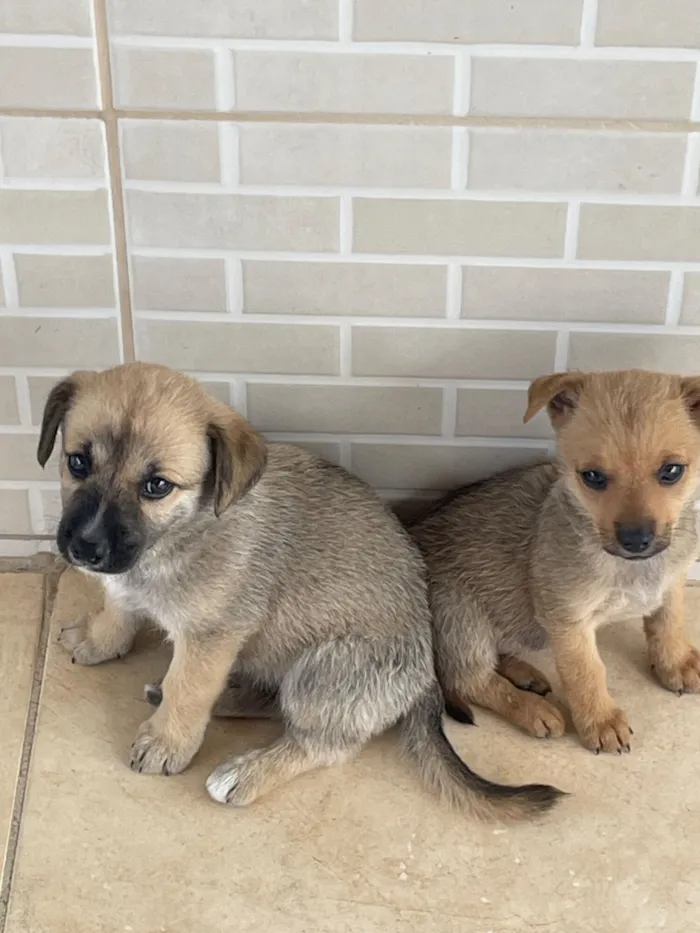 Cachorro raça SRD-ViraLata idade 2 anos nome Nala e Furiosa