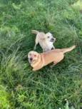 Nala e Furiosa