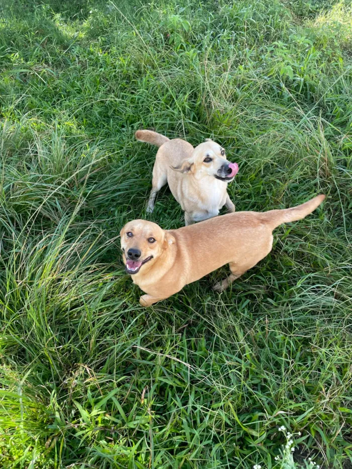 Cachorro raça SRD-ViraLata idade 2 anos nome Nala e Furiosa